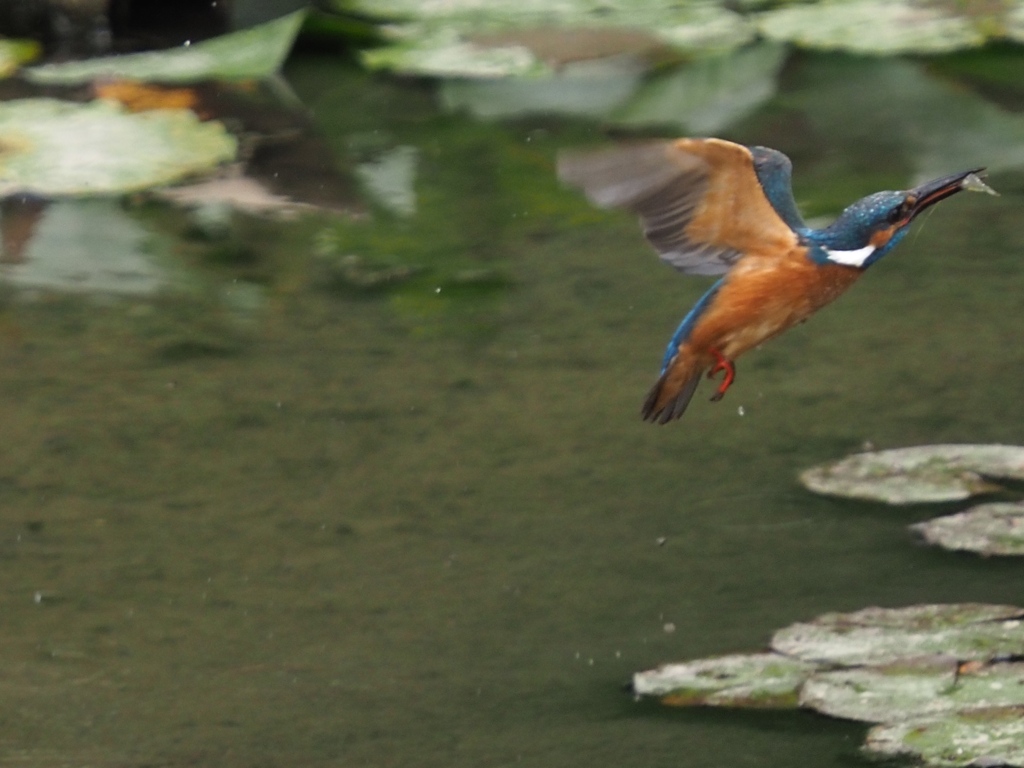 飛び込みシーケンス 1-9