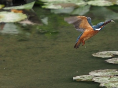 飛び込みシーケンス 1-9