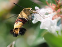 カワセミ見つからずに虫撮り 3