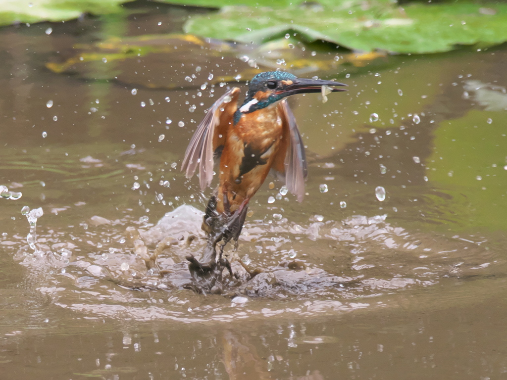 飛び込みシーケンス 6-7（父親）