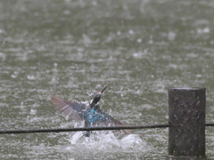  水浴び 2-1（父親 豪雨の中で）