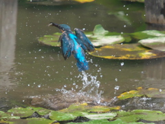 飛び込みシーケンス 10-4（父親）