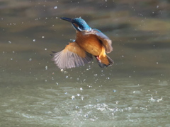 浮上 181（父親）