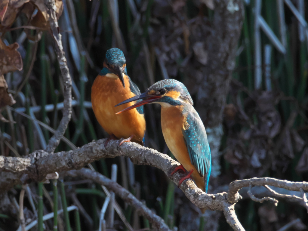 止り木 87（嫁候補と父親）