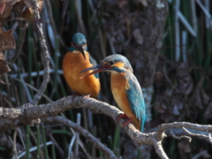 止り木 87（嫁候補と父親）