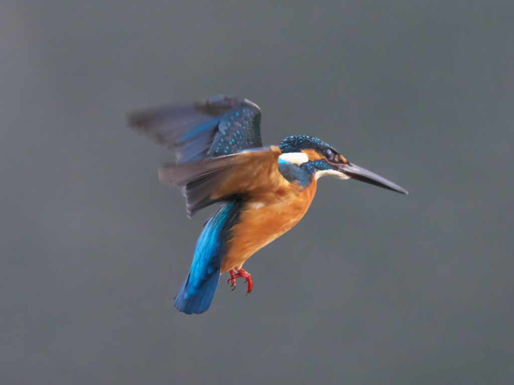 ホバ 41-2（父親）