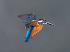 ホバ 41-2（父親）