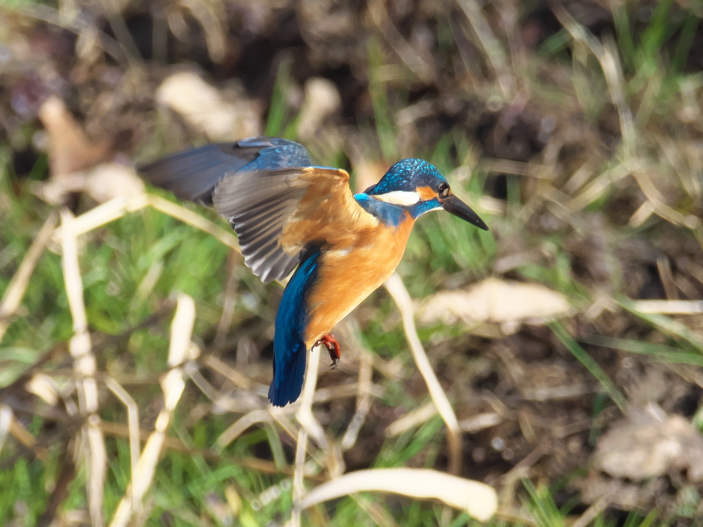 ホバ 34（父親）