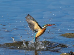 浮上 368（嫁候補）