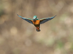 ホバ 44-1（父親）