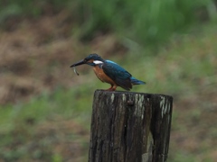 お魚採れたよ 5