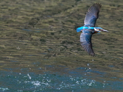 浮上 425-2（父親）