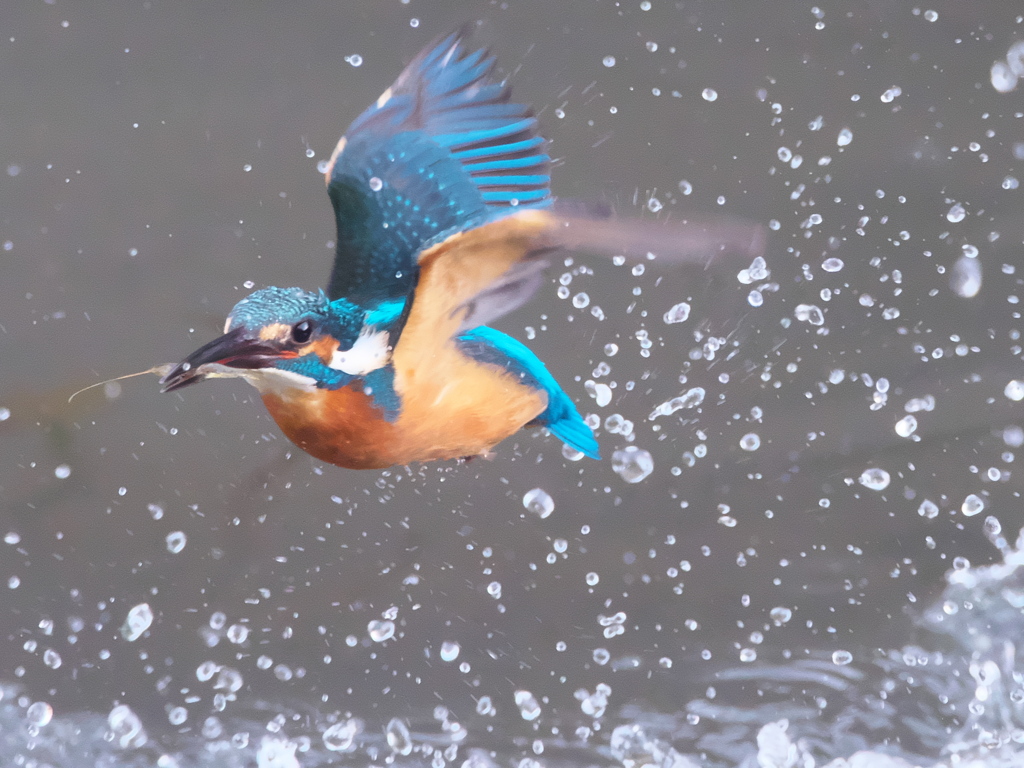 浮上 238（父親）