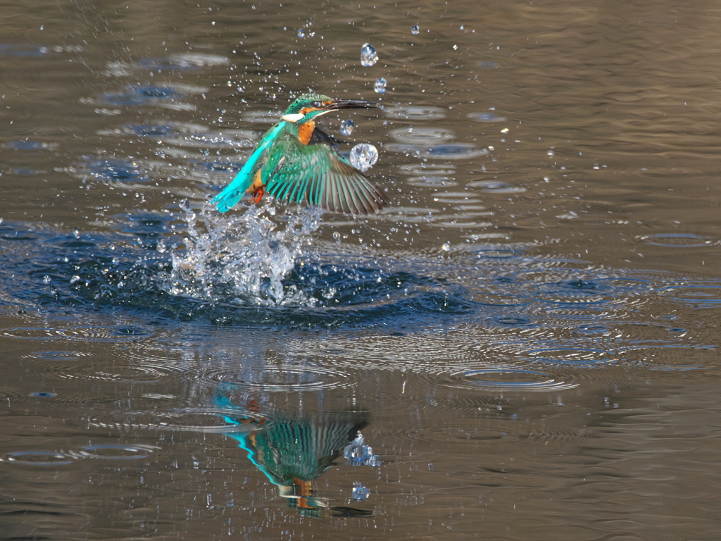 浮上 412-1（父親）