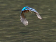 お魚獲れたよ 27