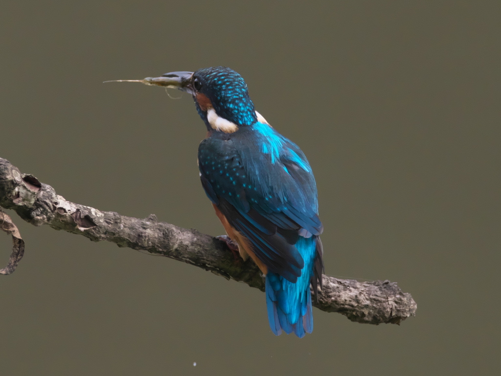 エビ獲れたよ 33（父親）