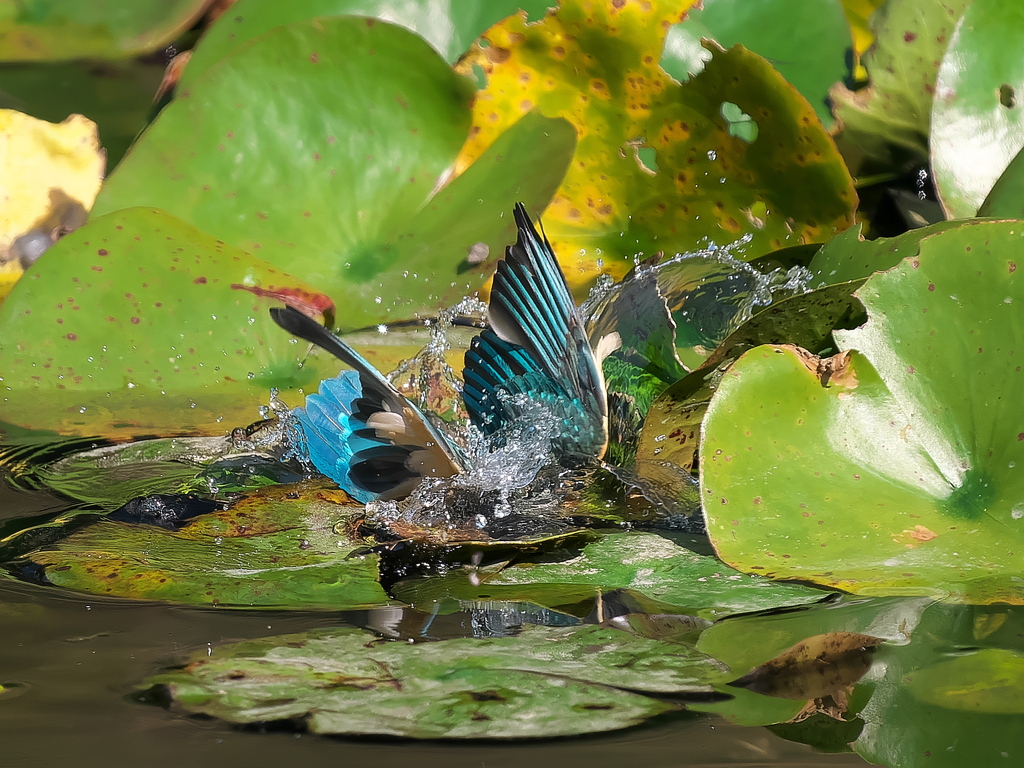 PA231402-ダイブ 158-2