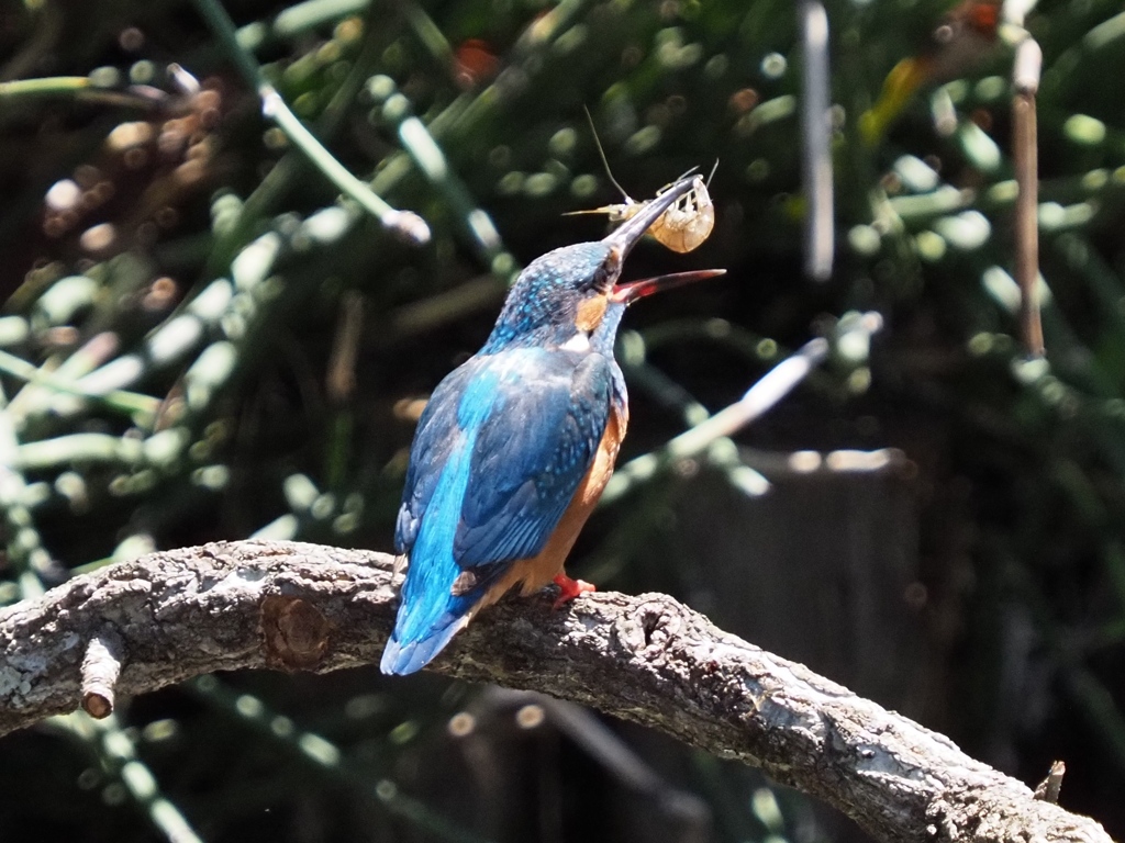 昼ごはん（エビ 上嘴にくっ付いちゃった）