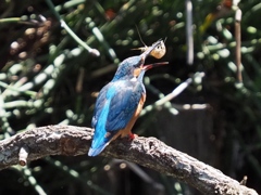 昼ごはん（エビ 上嘴にくっ付いちゃった）