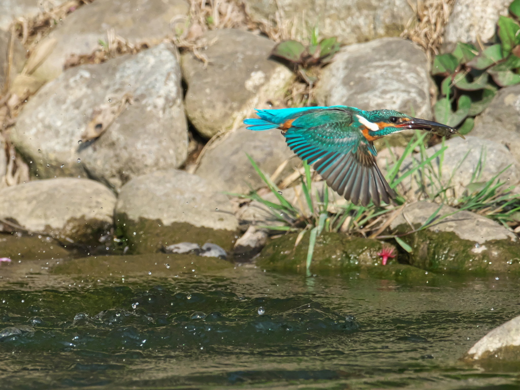 浮上 480（父親）