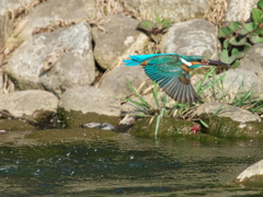 浮上 480（父親）