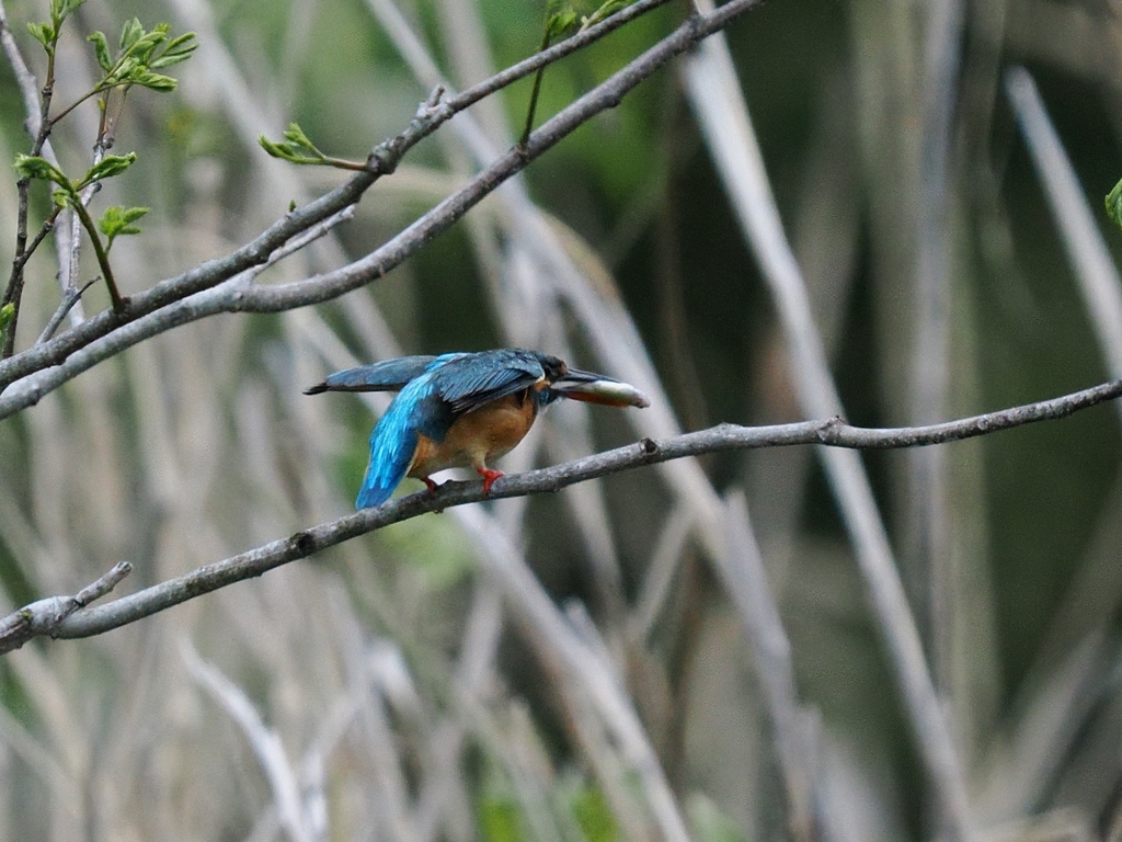 お持ち帰り 28-1