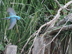 テスラのマークに似ている？