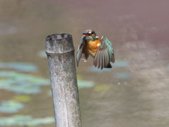 止り木へ 24（嫁候補脱落？娘？）