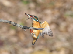 止り木へ 15（嫁候補）