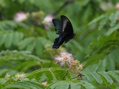 カワセミ待ちの虫撮り 12