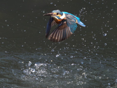 浮上 394-2（父親）