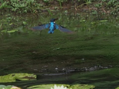 ザリガニ獲れたよ 1