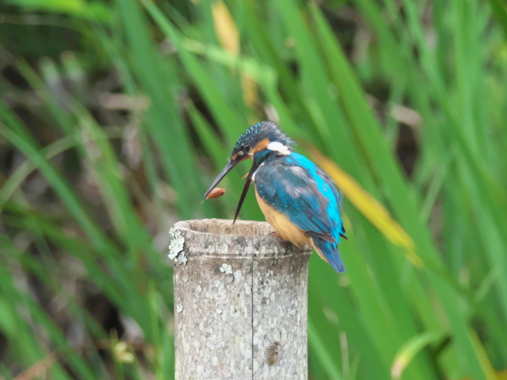 ペリット吐き出し 3-2