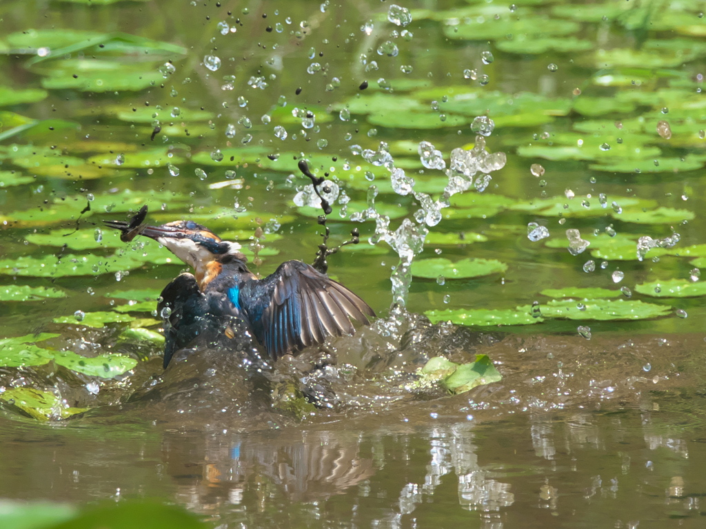 浮上 54（父親）