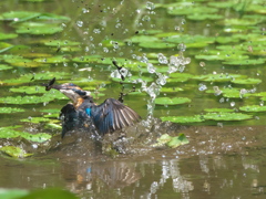 浮上 54（父親）