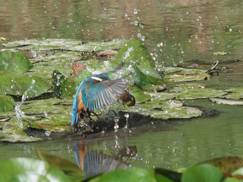 浮上 24(ザリガニ獲れたよ)