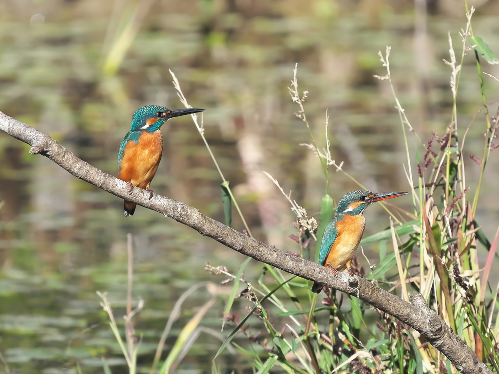 止り木 336（雄と雌）