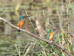 止り木 336（雄と雌）