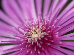 自宅から徒歩５分の世界（花）マツバギク