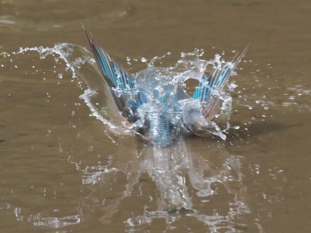 飛び込みシーケンス 8-2（父親）