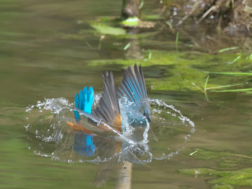 飛び込みシーケンス 22-1（父親）