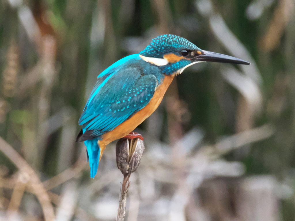 止り木 136（父親）