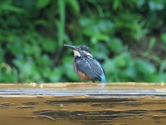雛 7（豪雨だけどベンチで休憩）
