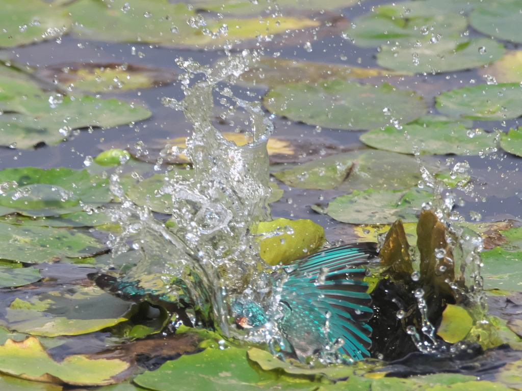 浮上 145-1（父親）