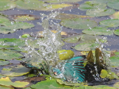 浮上 145-1（父親）