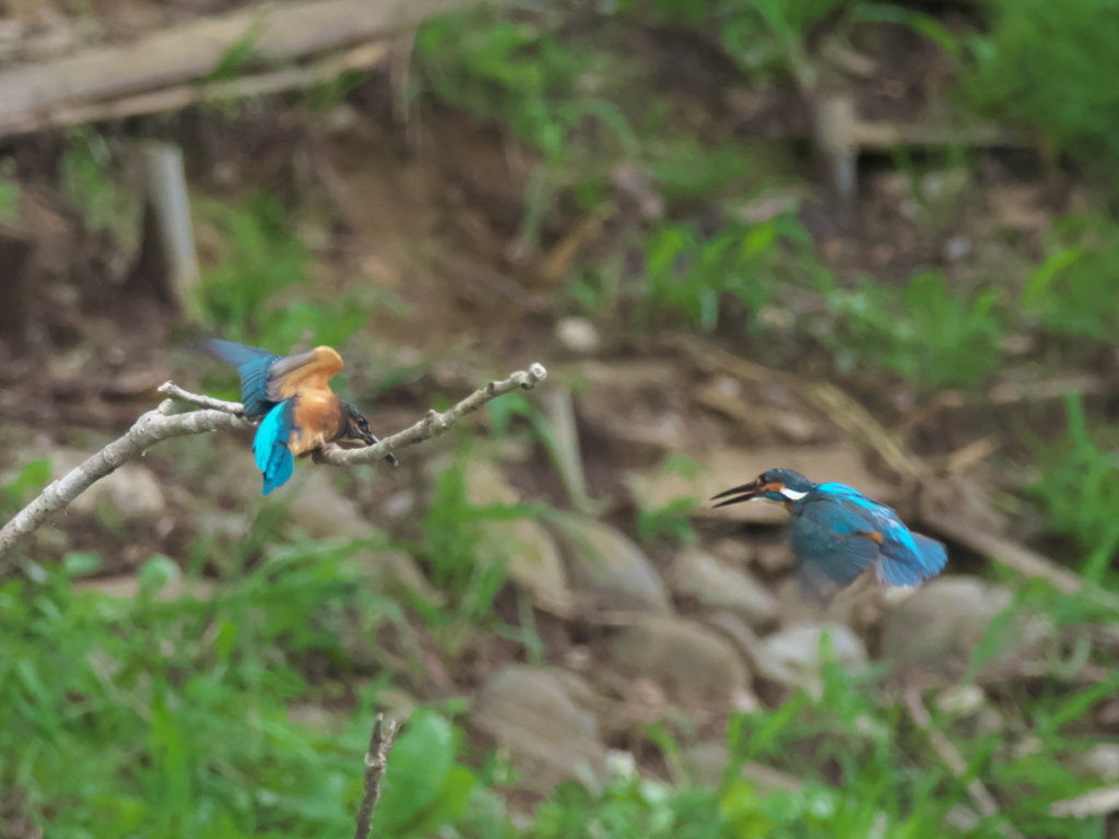 親子 2-5（しつこいと追い出すぞ！）