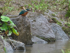 エビ獲れたよ 39（父親 秋雨）