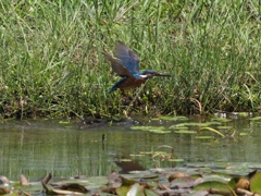 お魚落とした！その１