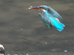 浮上 96-2（嫁候補）