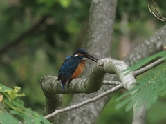 お父ちゃん 2（こっちだよ〜）